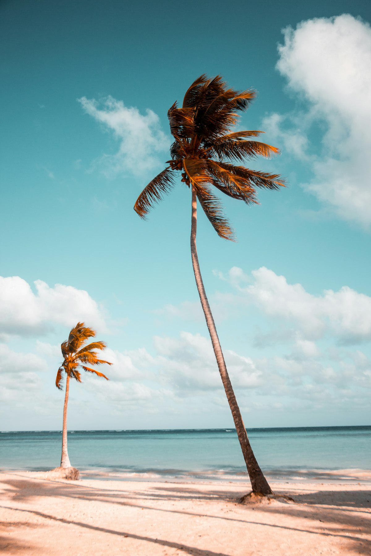 Palm trees on a white sand beach in the Caribbean