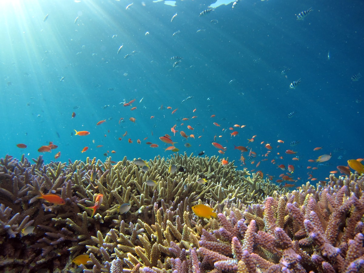 Colorful fish over a coral reef
